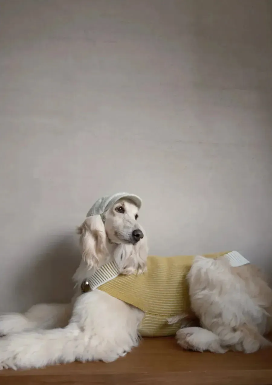 Merino Wool Dog Bakerboy Cap