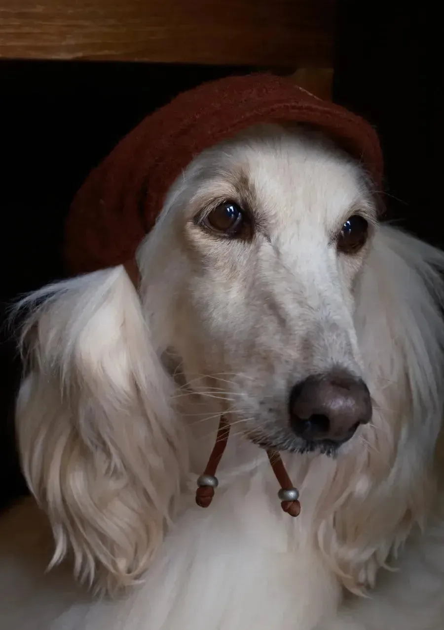 Merino Wool Dog Bakerboy Cap