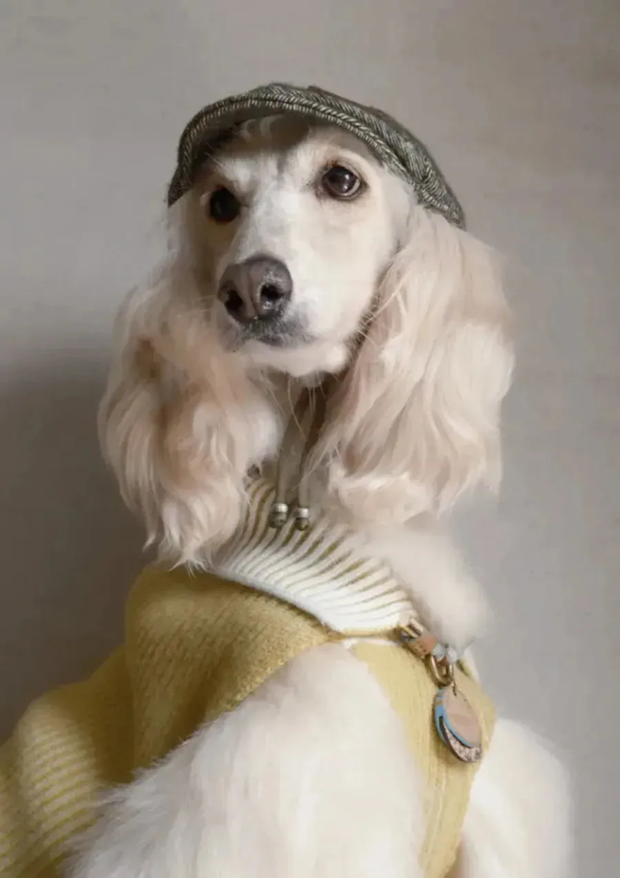Merino Wool Dog Bakerboy Cap